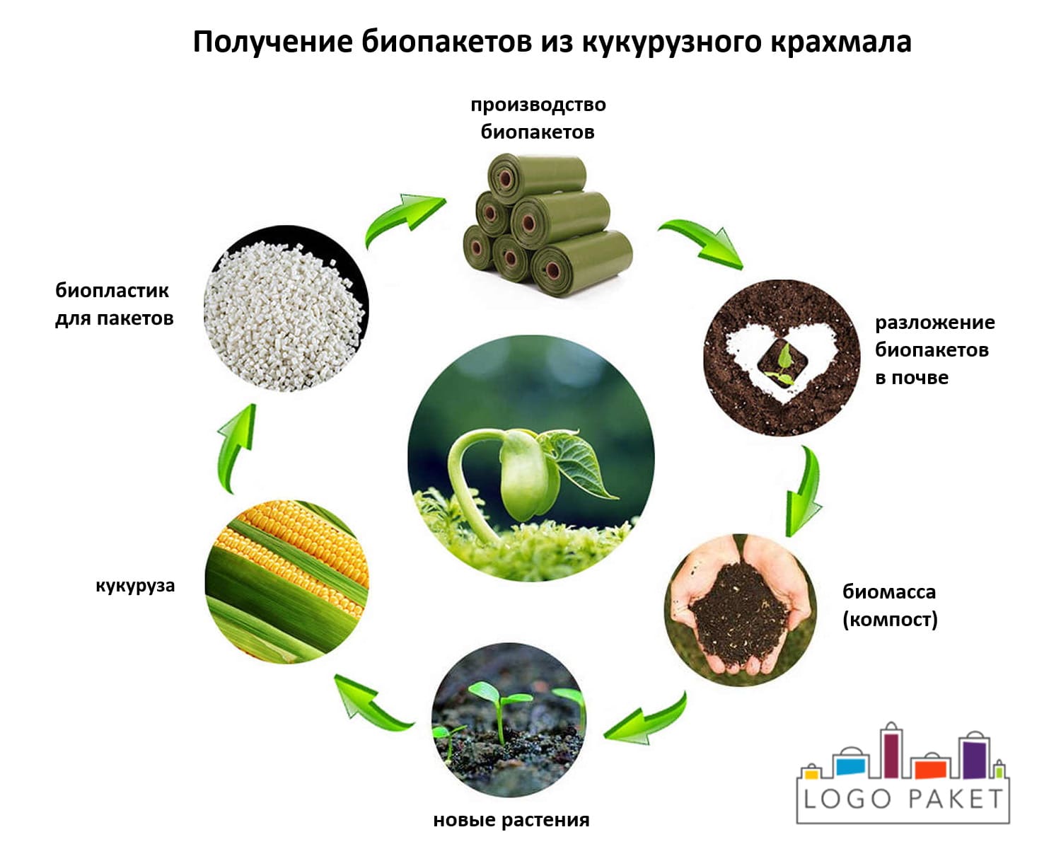 Производство биопакетов из кукурузы инфографика